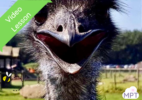 Let’s Learn About Emus! (Farm Park Resources)