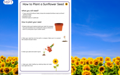 Sunflower Day: How to Plant a Sunflower Seed (Instructions)