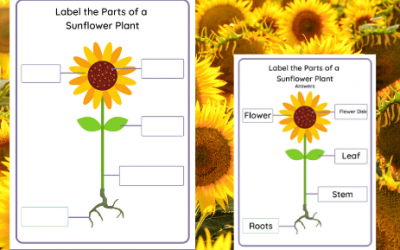 Label the parts of a Sunflower